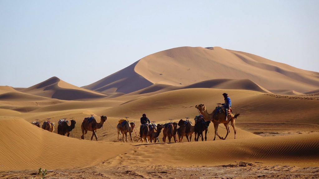 CAMEL TREK MOROCCO