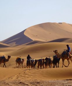 CAMEL TREK MOROCCO